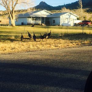 Meet your Posher, Sonny